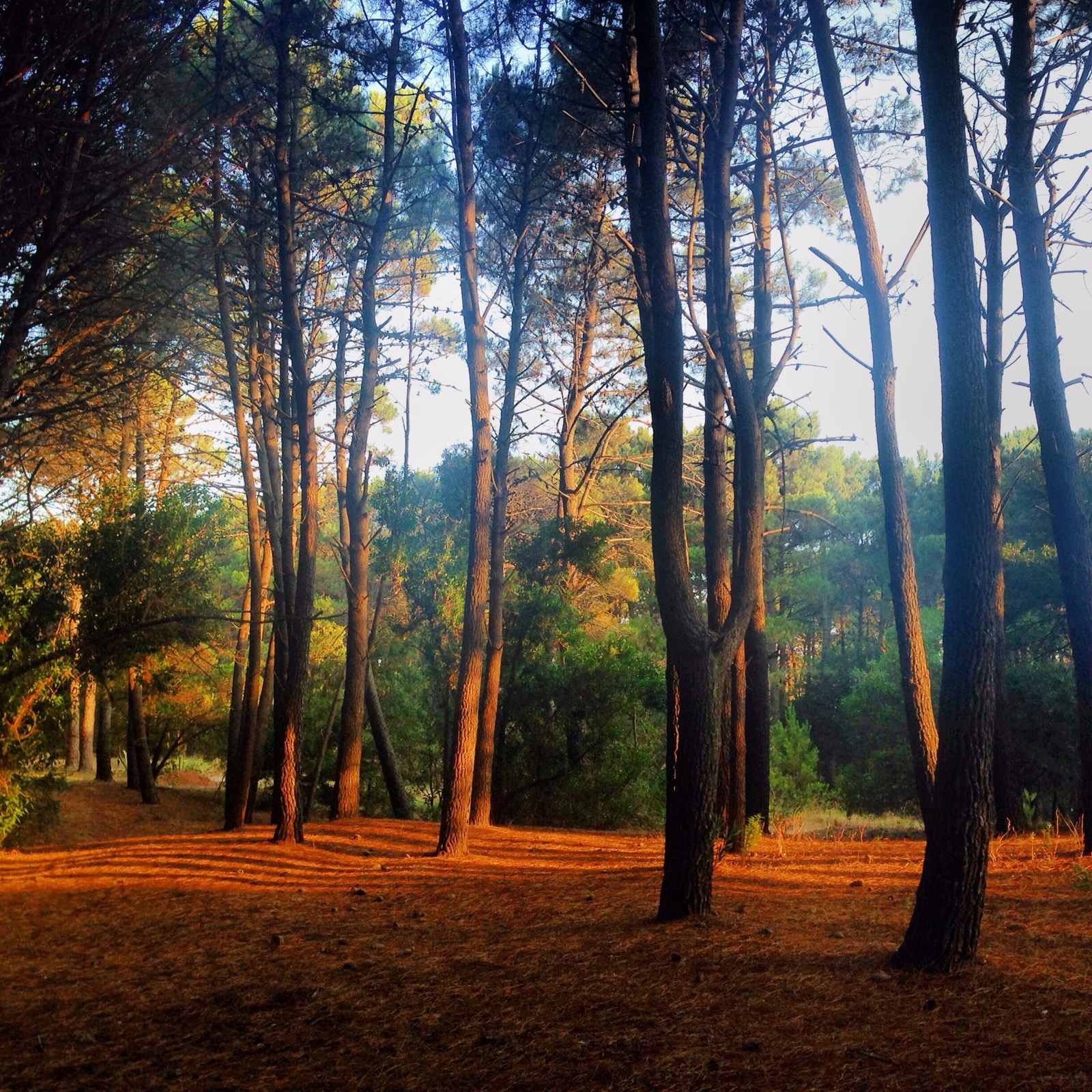 Médanos y bosque